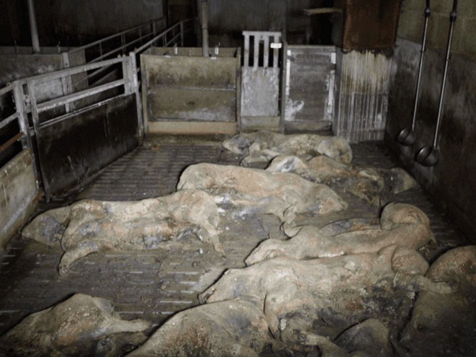 Des images insoutenables de porcs en putréfaction dans la nouvelle vidéo de L214