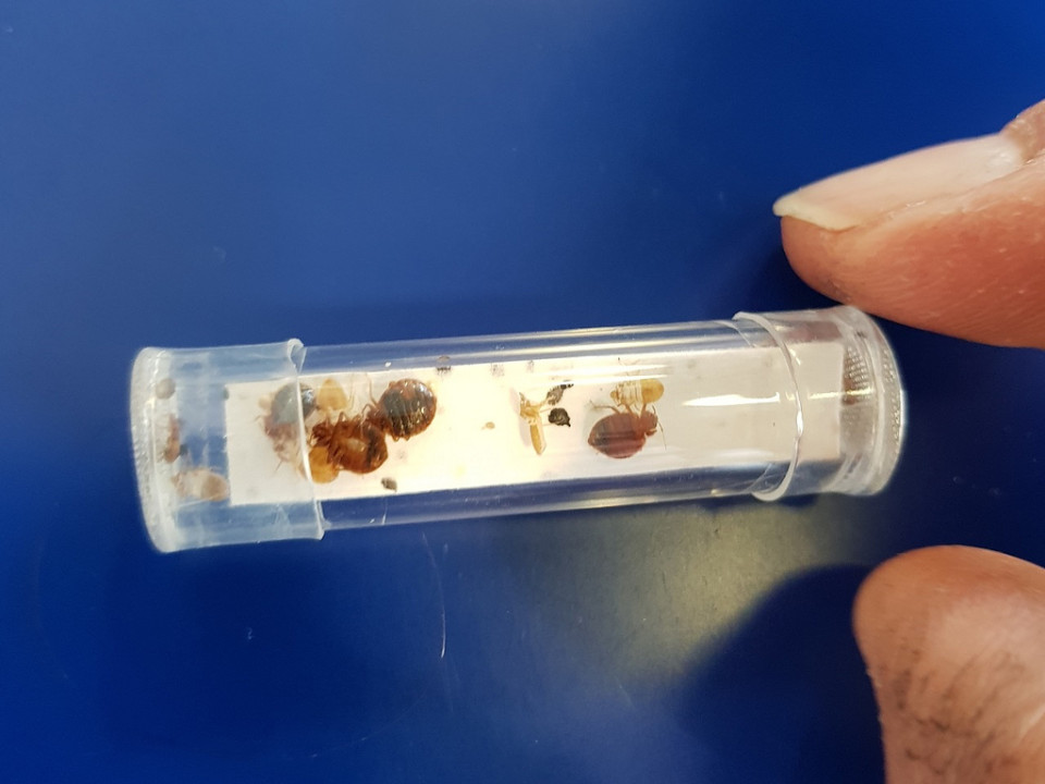 Punaises de lit : Auvergne-Rhône-Alpes est la région la plus touchée