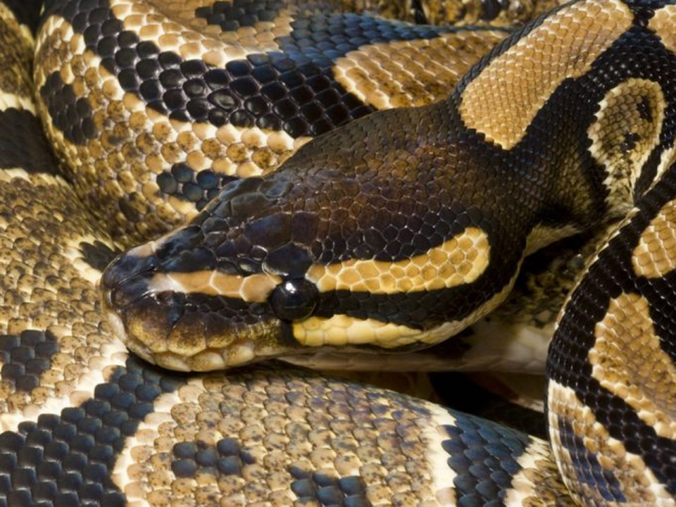 Le propriétaire d’un python royal recherché près de Lyon
