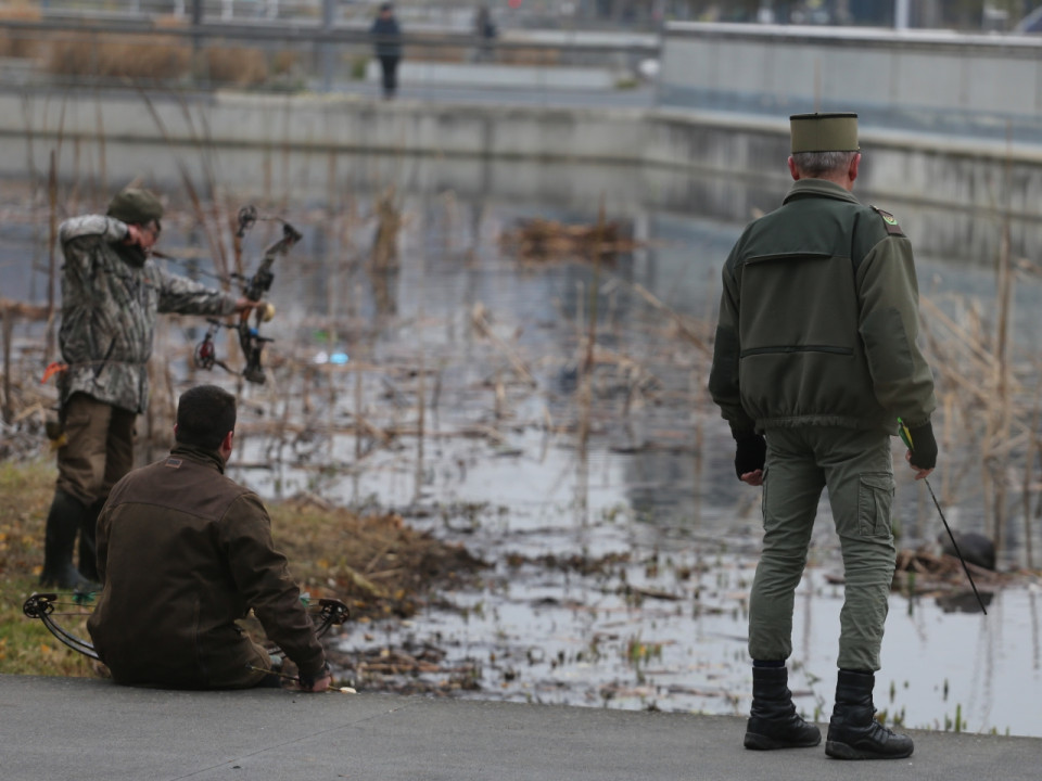 Lyon : les ragondins à nouveau chassés à l'arc de la Confluence