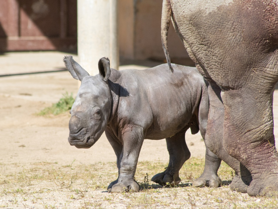 Naissance exceptionnelle : Basile le petit rhinocéros blanc
