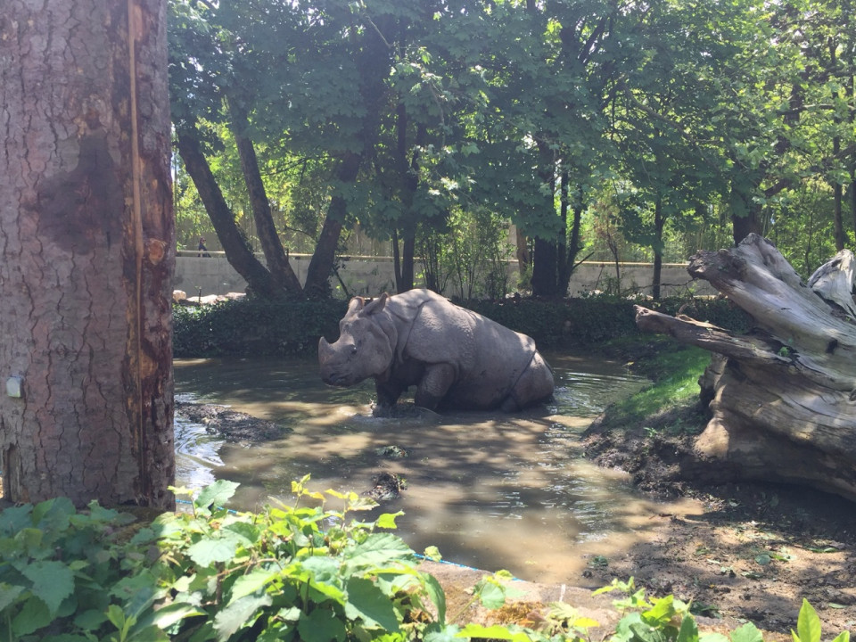 De nouveaux enclos pour les rhinocéros de Touroparc !