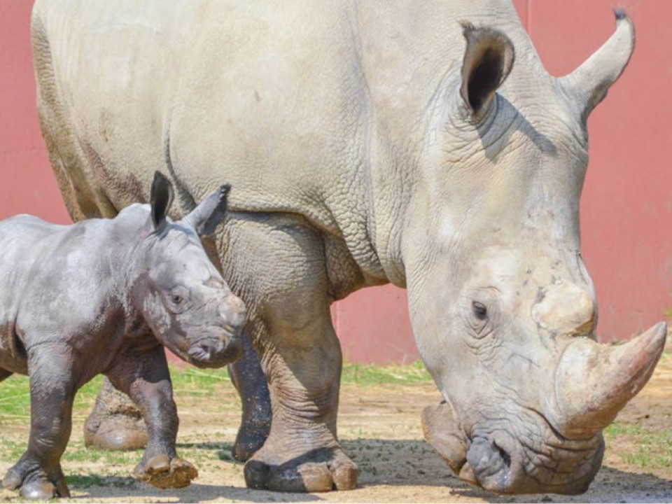 Naissance d'un rhinocéros blanc au safari de Peaugres