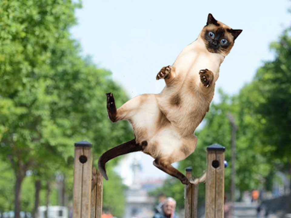 Des aires de fitness pour chats : le poisson d'avril de G&eacute;rard Collomb