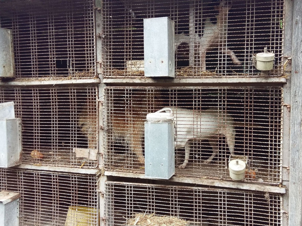 Une vingtaine de chiens sauvés d'un élevage clandestin près de Lyon