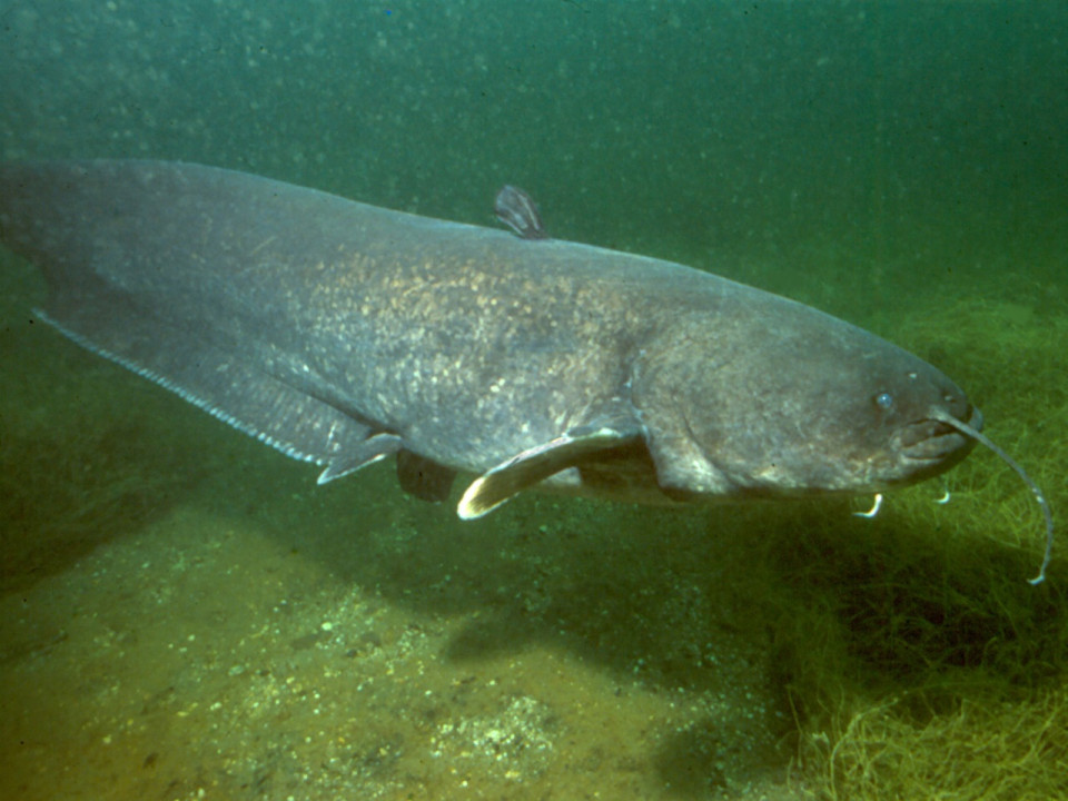 Un silure de 80 kilos pêché près de Lyon 