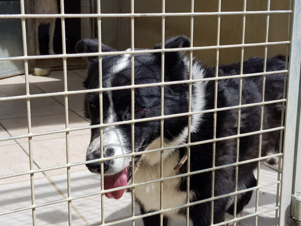 La SPA de Lyon-Marennes face à la canicule… et aux abandons - VIDEO