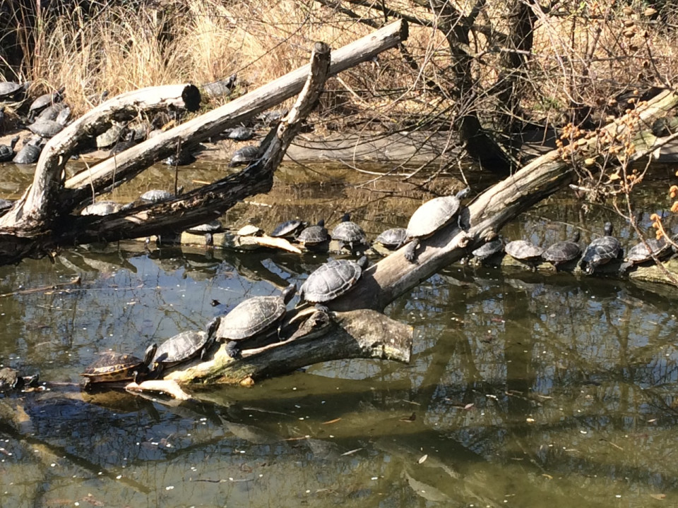 La date d’apparition des animaux à sang chaud découverte par des chercheurs lyonnais