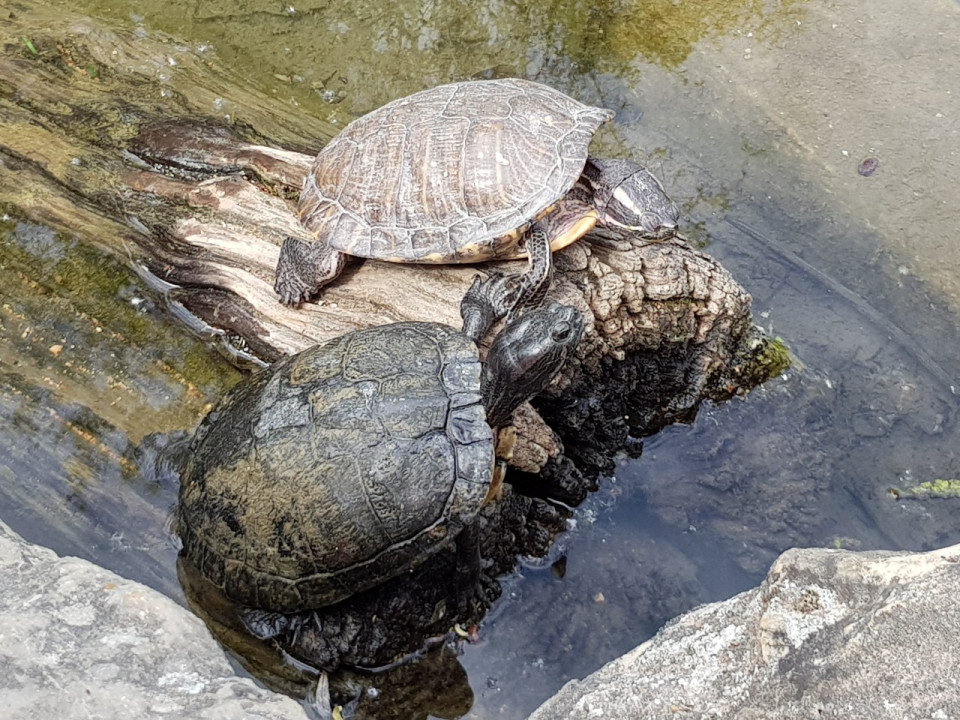 Les tortues abandonnées ont trouvé leur refuge au zoo de Lyon
