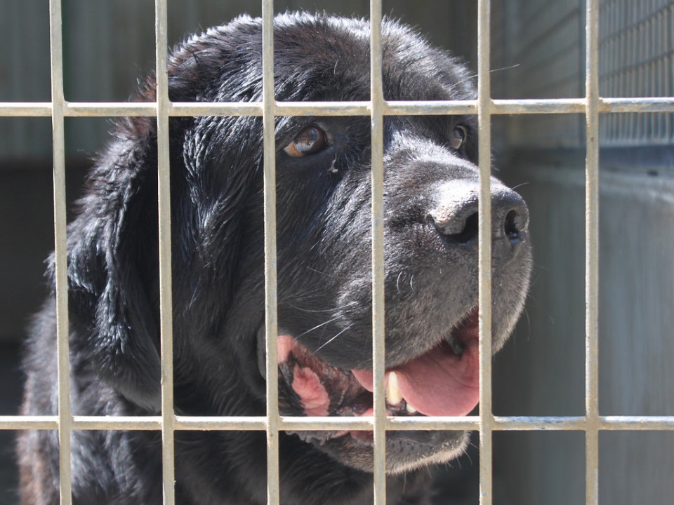 Les Rhônalpins, vice-champions de France de la garde d’animaux !