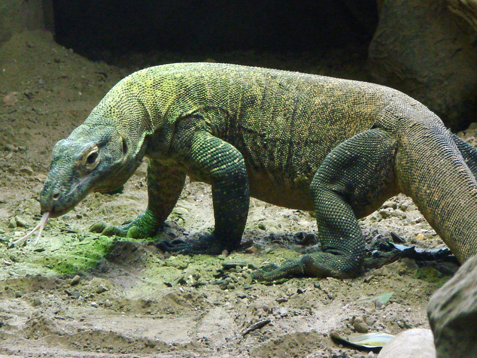 Rhône-Alpes : un dragon de Komodo volé à la Ferme aux crocodiles de Pierrelatte