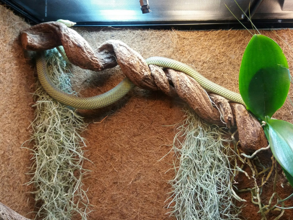 On a visité Venenum, la nouvelle exposition du Musée des Confluences !