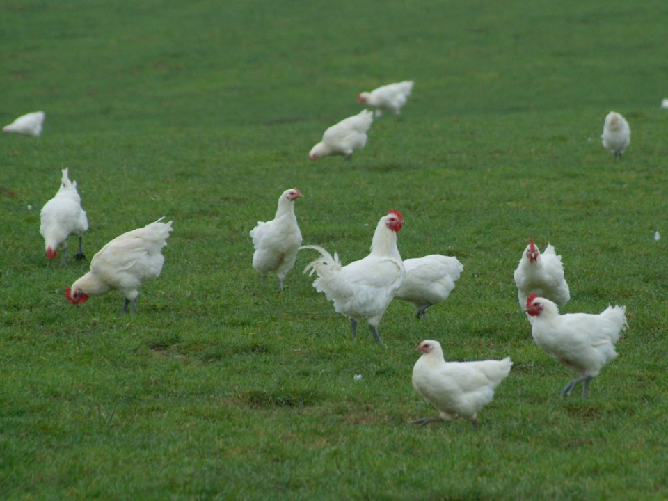 Grippe aviaire : le Rhône passe en risque "élevé"