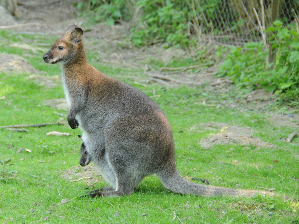 Echappé d'un zoo, un wallaby aperçu dans le Rhône ce jeudi