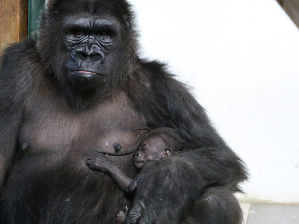 Le bébé gorille du zoo de St Martin la Plaine tué accidentellement par son père