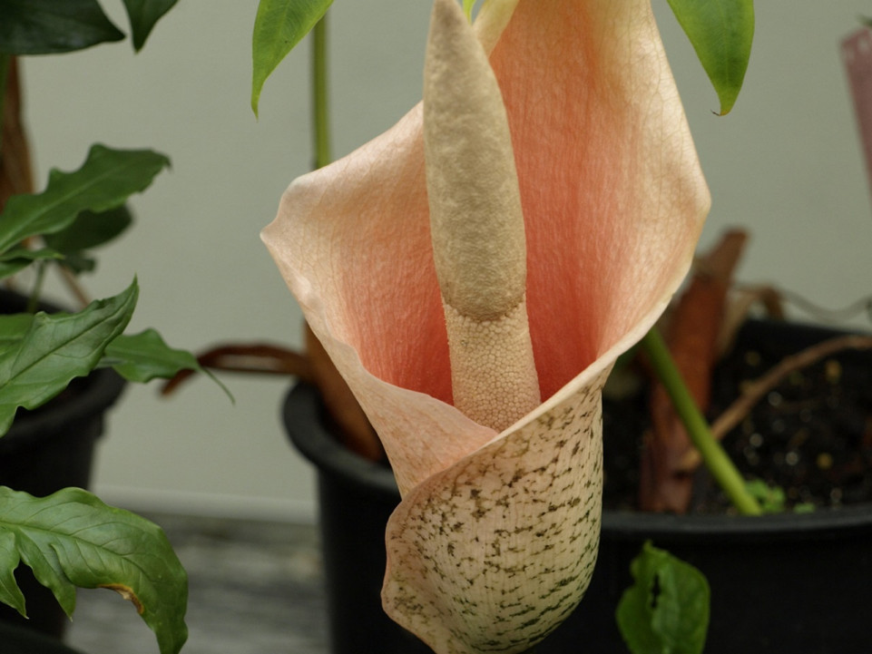 Une floraison exceptionnelle au jardin botanique de Lyon