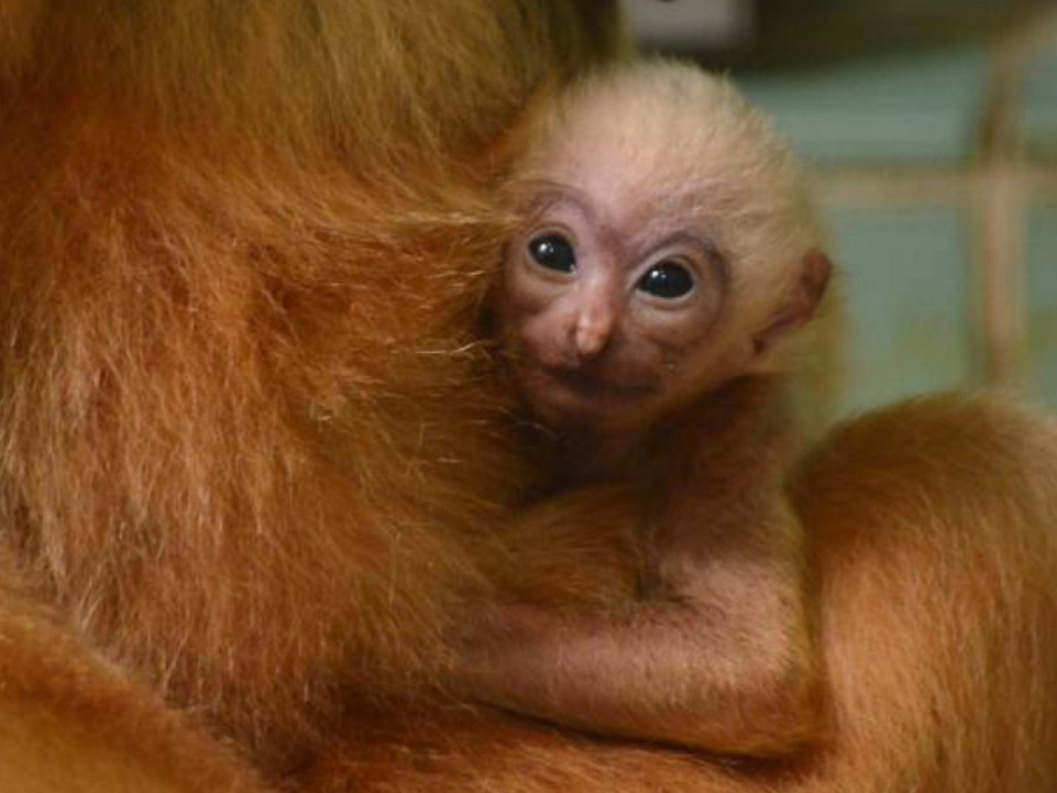 Zoo de Lyon : la famille des gibbons s'est agrandie au parc de la Tête d'Or