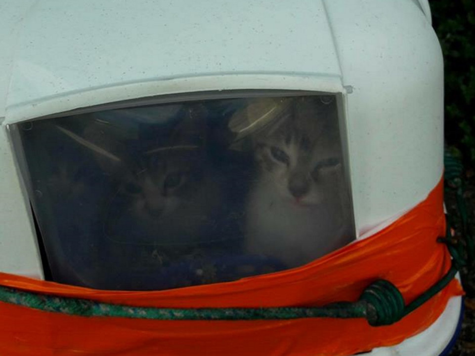 Rhône : 5 chatons enfermés dans une litière abandonnés en plein soleil devant la SPA