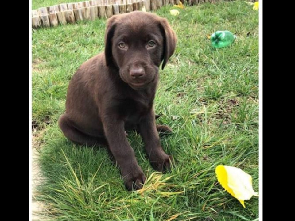 Messimy : les cambrioleurs repartent avec quelques bijoux et… un labrador de trois mois !