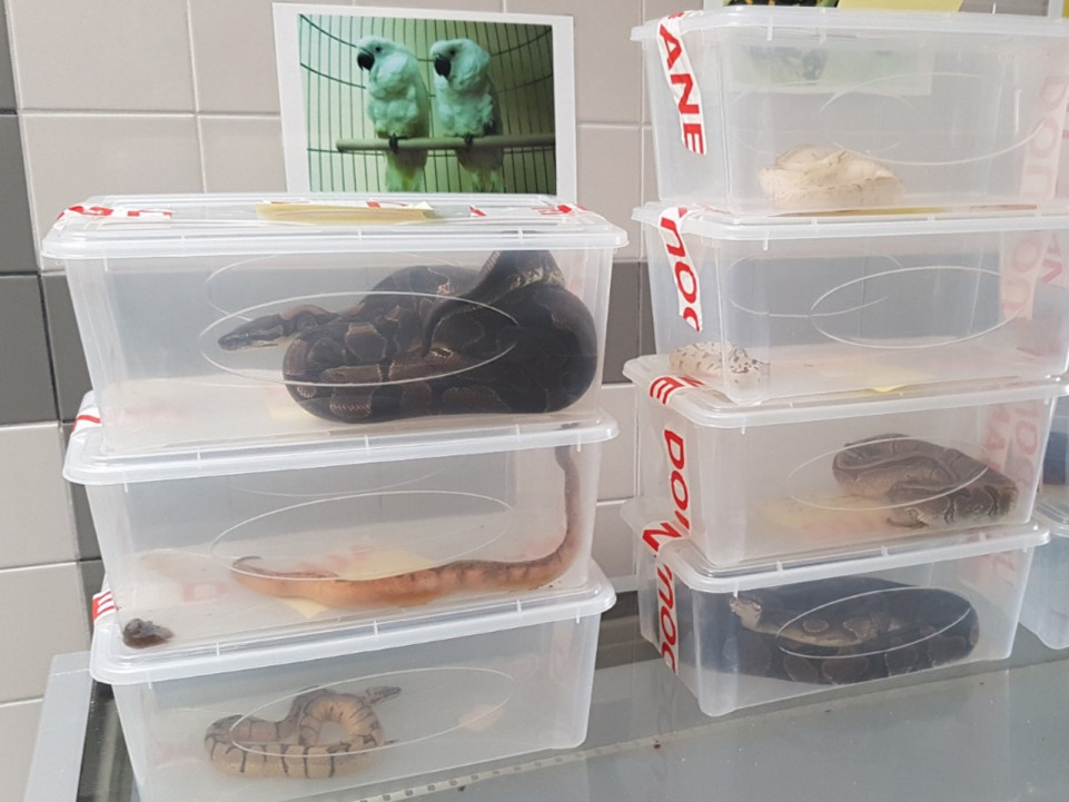 Trafic d'animaux sauvages : 30 000 animaux interceptés lors d'une opération coordonnée à Lyon