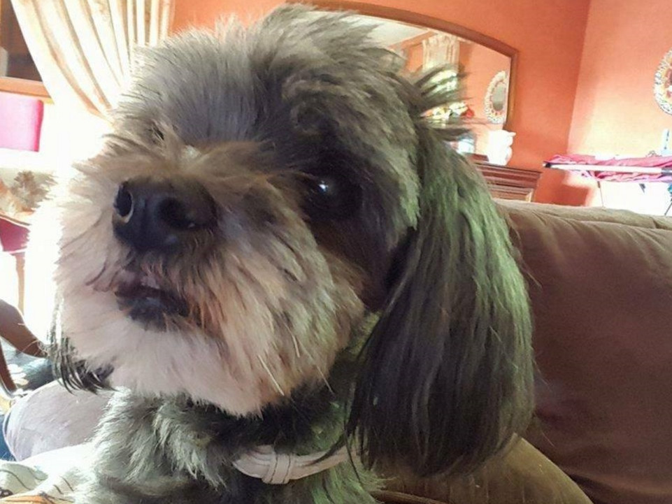 Décines : l'automobiliste pressé qui avait écrasé un chien a été interpellé