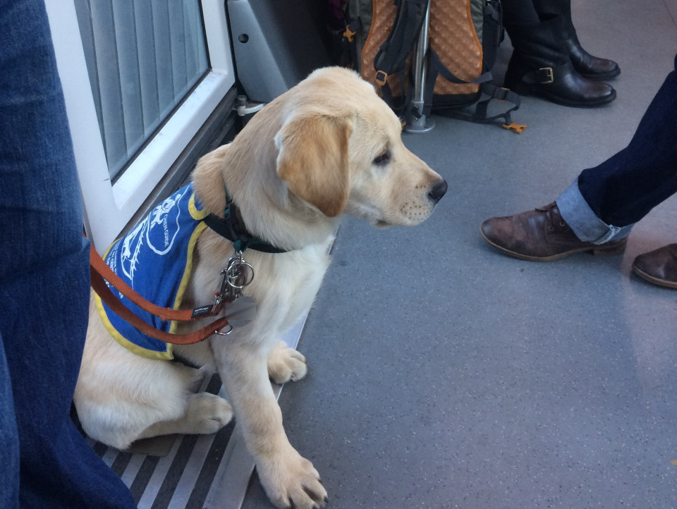 L’association des chiens guides d’aveugles de Lyon toujours à la recherche de familles d’accueil