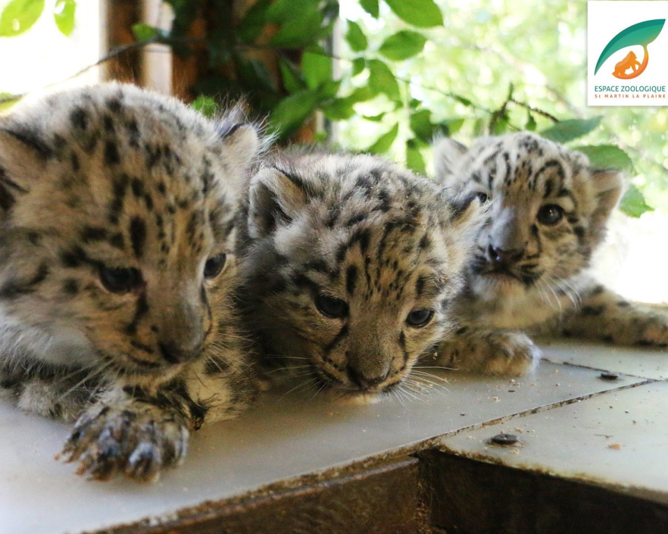 Près de Lyon : 3 panthères des neiges naissent au zoo de Saint-Martin-la-Plaine
