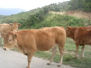 Rh&ocirc;ne : ne supportant pas qu'on lui retire ses vaches, un agriculteur frappe une gendarme