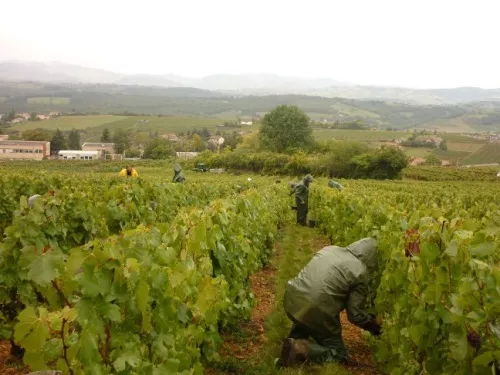 Vendanges 2012 : production historiquement basse dans le Beaujolais