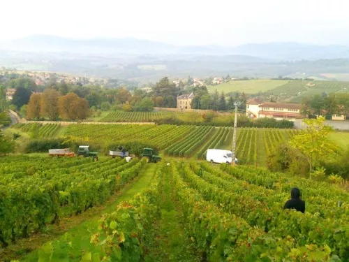Les vignes de Beaujolais n'ont pas été épargnées en 2012