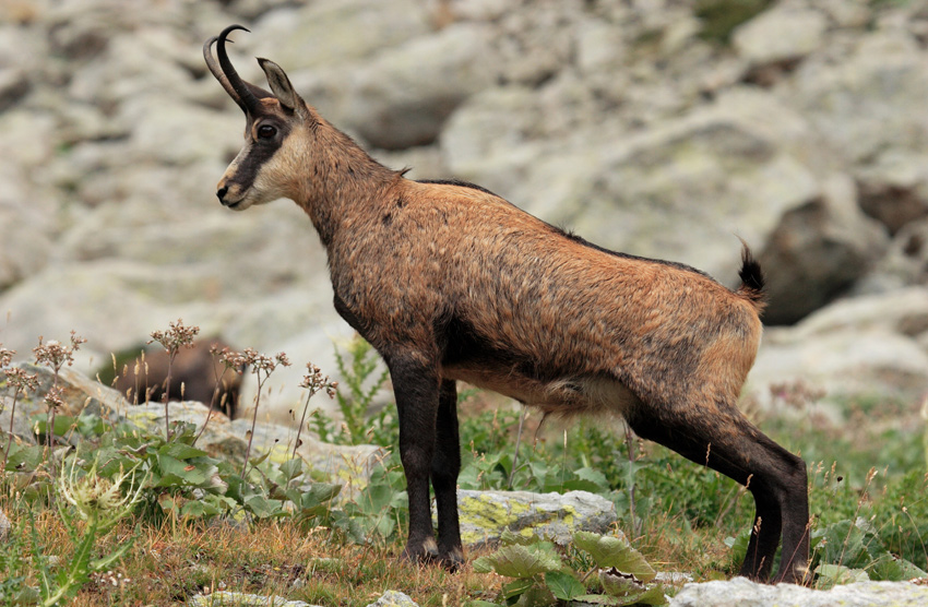 Un chamois au Parc de la Tête d’Or
