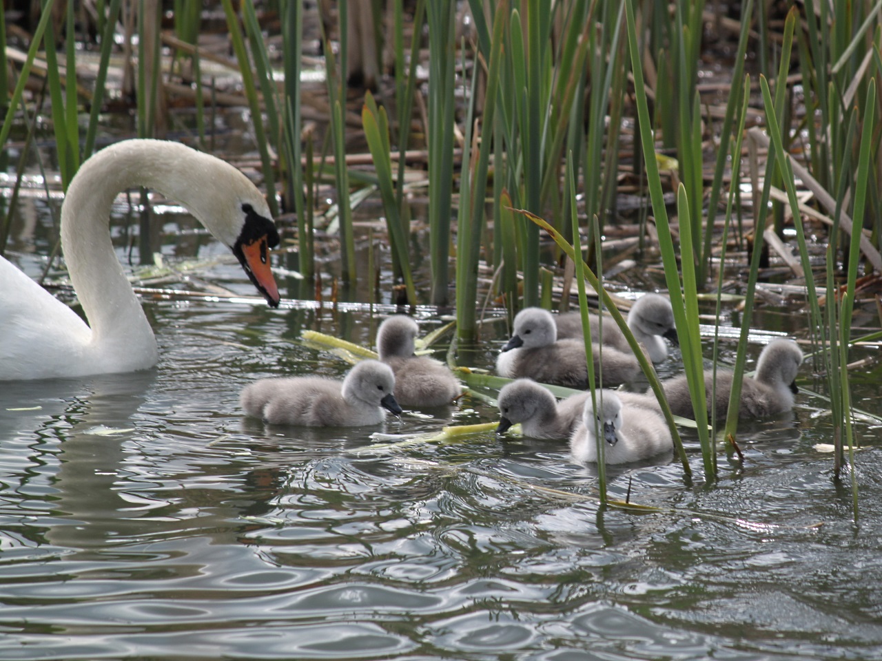 Les cygnes - LyonMag