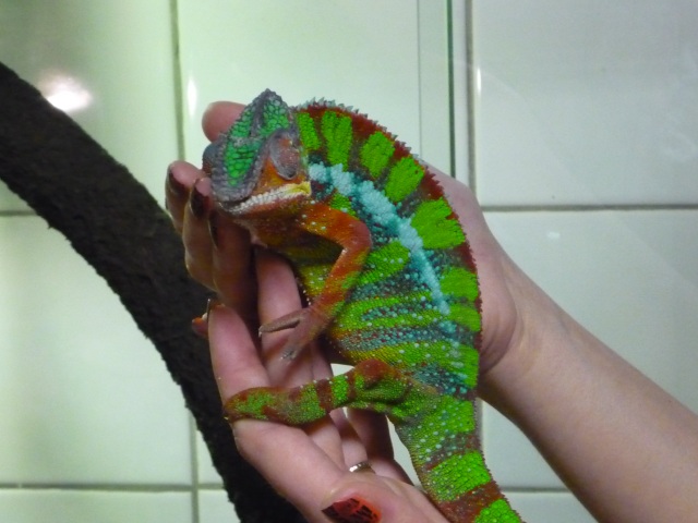 Un caméléon panthère - LyonMag.com