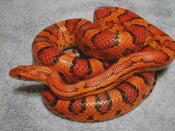 Photo d'illustration - DR