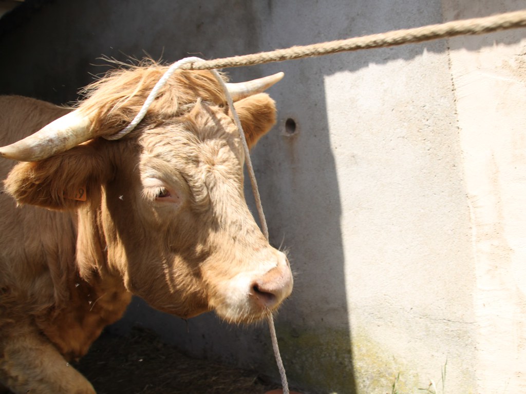 Elle Est Morte La Vache à Maillotte